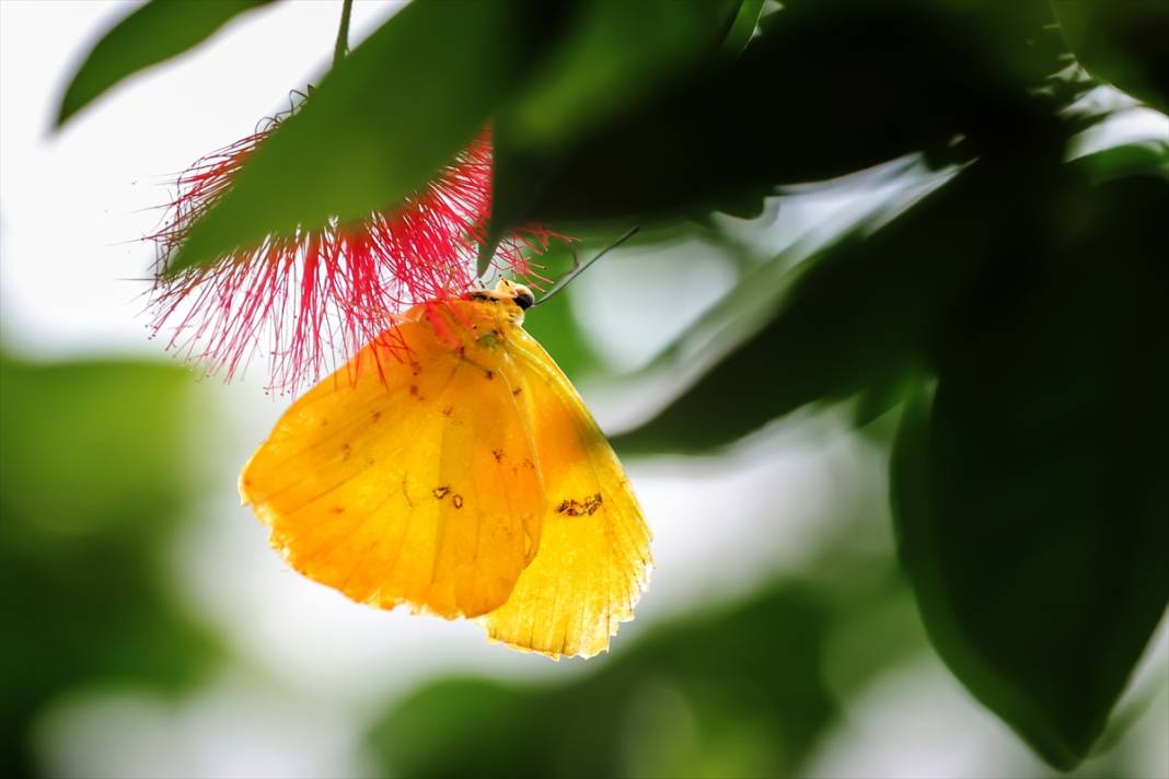 Konya’nın ünlü bahçesinde 10 bin kelebek vuslat için ilk kez kanat çırpacak 6